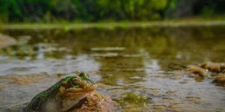 Salvemos las áreas protegidas y la rana de madriguera: más de 11 mil voces se unen en defensa de la biodiversidad en México 