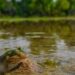Salvemos las áreas protegidas y la rana de madriguera: más de 11 mil voces se unen en defensa de la biodiversidad en México