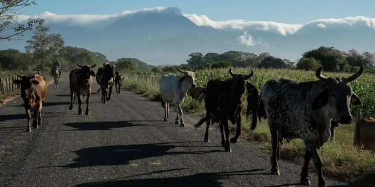 Cae 0.1% la actividad económica en enero a tasa interanual, revela Inegi