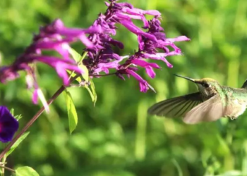 Descubren cinco nuevas especies de colibríes en el Bosque de Chapultepec