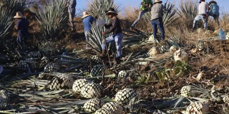 La industria del tequila en México define estrategias para afrontar aranceles de Trump