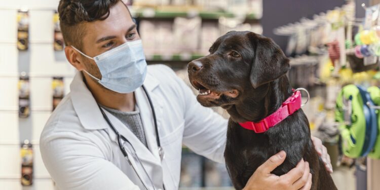 Día Mundial de la Vacunación Animal  Más del 33% de los responsables de animales de compañía en México nunca llevan a sus mascotas al Médico Veterinario