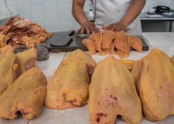 Comer pollo o huevo no representa peligro de contagio de influenza aviar: Ssa