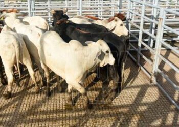 Es injusto que EU cerrara frontera a ganado mexicano: Sheinbaum