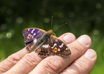 Enfermedad de Parkinson en la quinta década de la vida, cada vez más frecuente