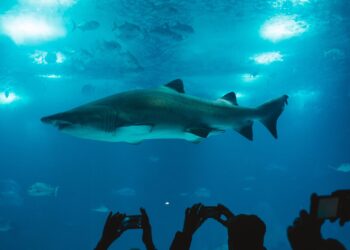 “Tiburones: Los Reyes del Mar”, la nueva experiencia inmersiva del Acuario Inbursa para este verano