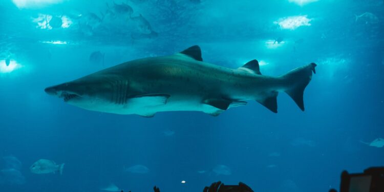 “Tiburones: Los Reyes del Mar”, la nueva experiencia inmersiva del Acuario Inbursa para este verano