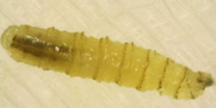 Confirman 13 casos de miasis por gusano barrenador en México; 4 están hospitalizados