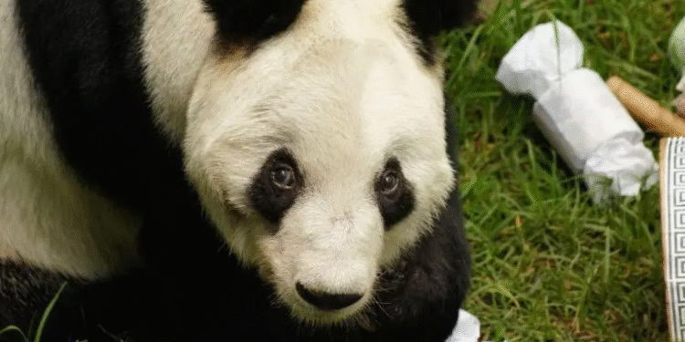CDMX celebra los 35 años de Xin Xin, la única panda gigante de Latinoamérica