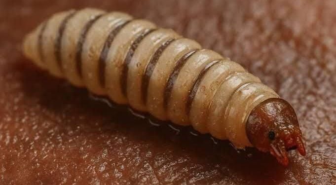 Suben casos de gusano barrenador en México, ya van 33: señales de alerta