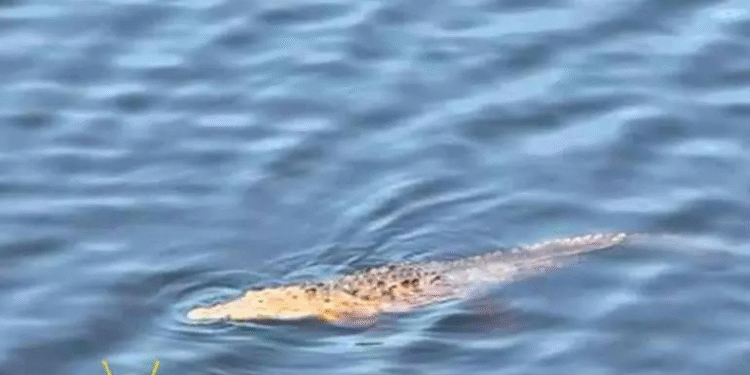 Niño cae de puente y es devorado por cocodrilos en Michoacán