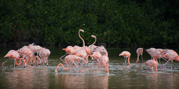 Estampas Yucatecas: La Ruta del Flamenco Rosado – Río Lagartos, Celestún, Las Coloradas y San Crisanto