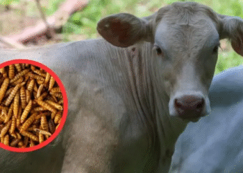 México y EU acuerdan plan binacional contra gusano barrenador