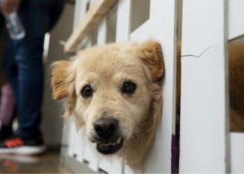 26 de agosto Día del Perro: cuidemos su salud en cada etapa de la vida