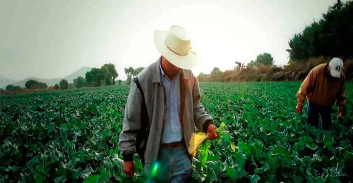 «Estamos frente a una catástrofe alimentaria»: trabajadores agrícolas afirman que Trump utilizará al maíz como arma de presión