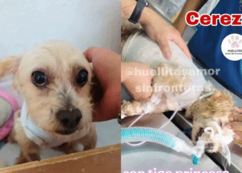Perrita Cereza sobrevive a su primera cirugía reconstructiva