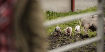 Día de los Animales de Granja: La industria cárnica aporta el 9% de los empleos de la agroindustria
