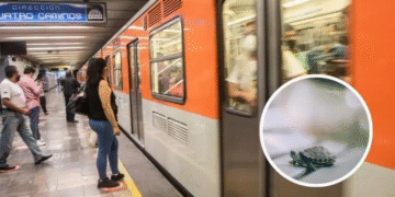 Tortuga pone en ‘modo lento’ al Metro en la Línea 2
