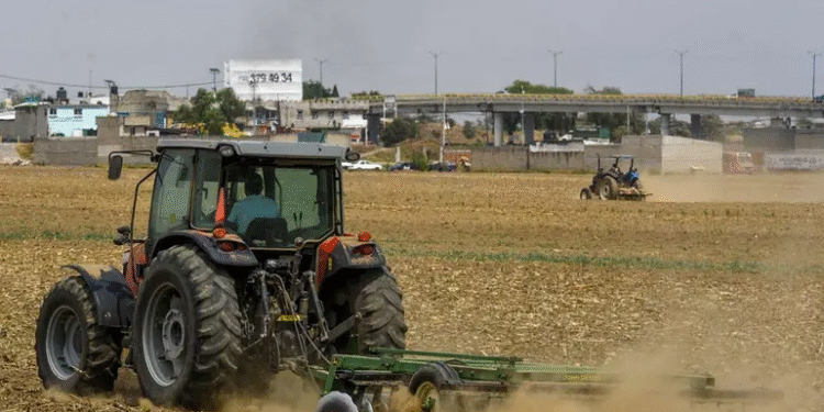 Bienestar otorga apoyos de 6 mil a 24 mil pesos a productores mexicanos; PASO A PASO para obtener la ayuda