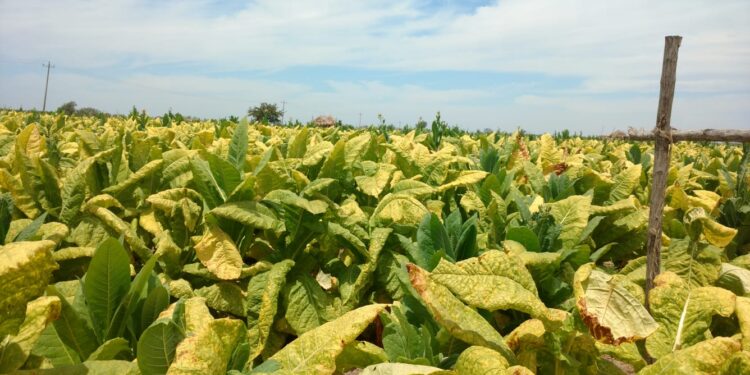 Productores de tabaco piden desechar propuesta de aumentar impuestos a los cigarros