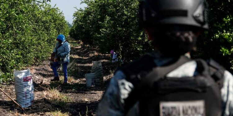 Harfuch confirma detención de Rigoberto “N”, extorsionador de limoneros en Michoacán