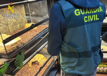 Guardia Civil de España incauta 472 animales exóticos en un “falso refugio”