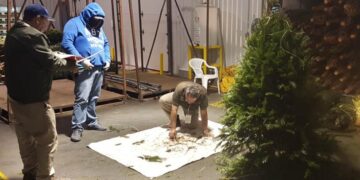 En 2025, Semarnat evitó el ingreso de peligrosas plagas forestales a México