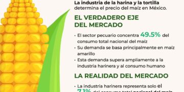 El sector pecuario concentra 49.5 % del consumo de maíz en México: GCMA