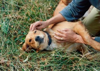 Cuatro enfermedades que pueden afectar la salud de tu perro durante todo el año