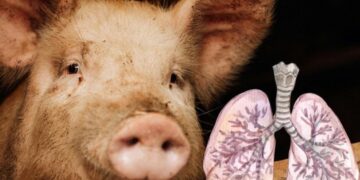 Cataluña reporta primer caso de gripe porcina en humano desde 2024