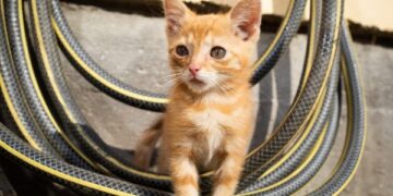 Alerta global: tutores ignoran amenazas parasitarias que ponen en riesgo a sus mascotas