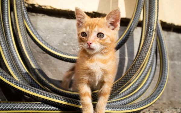 Alerta global: tutores ignoran amenazas parasitarias que ponen en riesgo a sus mascotas