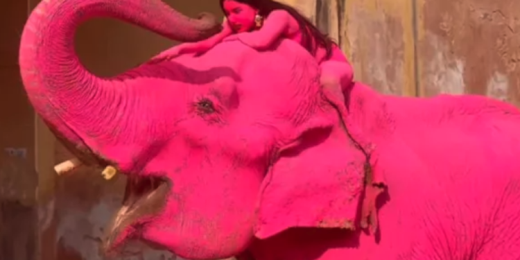 Indignación en India por la muerte de elefante pintado de rosa para una sesión fotográfica