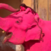 Indignación en India por la muerte de elefante pintado de rosa para una sesión fotográfica