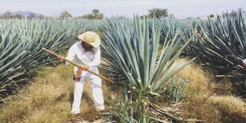 Crecer desde la raíz: la industria marca un nuevo estándar de operación