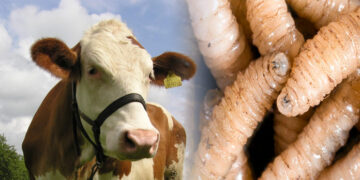 Continúa la amenaza por gusano barrenador con más de 16 mil casos