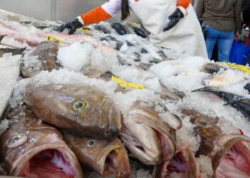 Pescados por menos de 150 pesos para Semana Santa en La Nueva Viga
