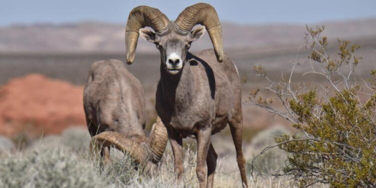 Nación Seri denuncia sabotaje tras polémica subasta de borrego cimarrón en Isla Tiburón
