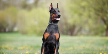 Detectan el primer caso de gusano barrenador en la CDMX: se trata de un perro dóberman