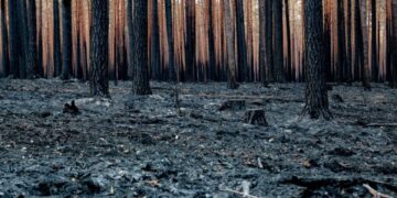El Centro de Predicción Climática de EU prevé que El Niño podría empezar desde mayo
