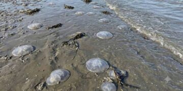 Se registra arribo masivo de medusas en playas de Oaxaca; estaría relacionado con las altas temperaturas, señalan expertos