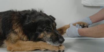La despedida también es bienestar: ¿Cómo afrontar la decisión de dejar partir a una mascota?