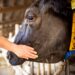 El impacto invisible de la atención veterinaria: Encuesta global a veterinarios genera una nueva perspectiva en salud animal.