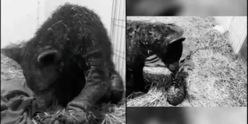 Muere la osa «Mina» nueve meses después de haber sido rescatada por fundación de Hidalgo