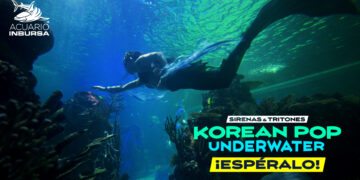 Sirenas y tritones con temática K-pop llegarán al Acuario Inbursa este 4 y 5 de julio