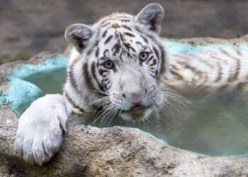 El tigre de Bengala Kenzo murió por broncoaspiración de sangre tras disparo, revela necropsia