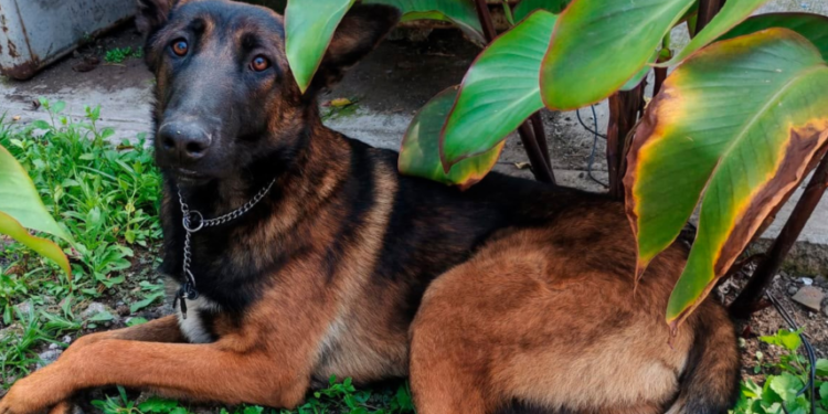 Abuelita encuentra perro extraviado en Azcapotzalco y lo entrega a policías para que localicen a su dueño
