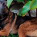 Abuelita encuentra perro extraviado en Azcapotzalco y lo entrega a policías para que localicen a su dueño
