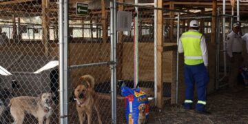 Fundación Haghenbeck denuncia a funcionarios de la CDMX por presuntas omisiones en casos de crueldad animal