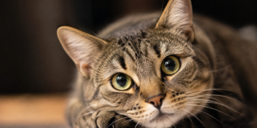 Día Internacional del Gato: una fecha para celebrar a los felinos y promover su bienestar